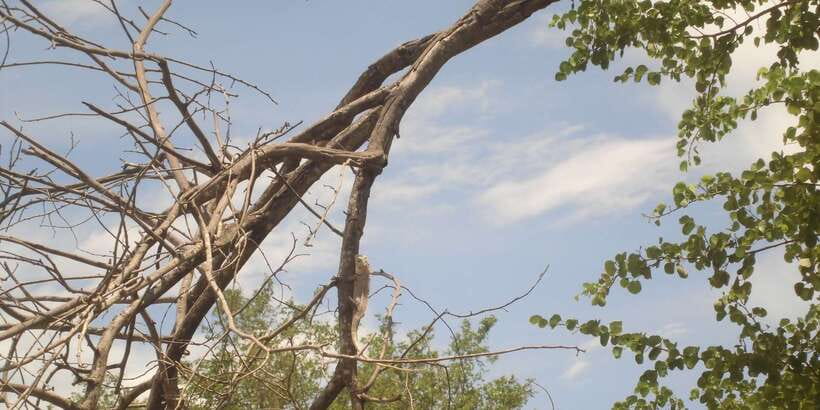 From Ella: Udawalawe Safari with Elephant Transit Home - Elephant Transit Home, 30 Minutes: A Smart Conservation Stop