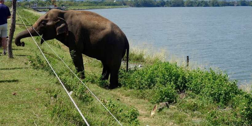 From Ella: Udawalawe Safari with Elephant Transit Home - Lunch in Udawalawe: Plan for Food Costs