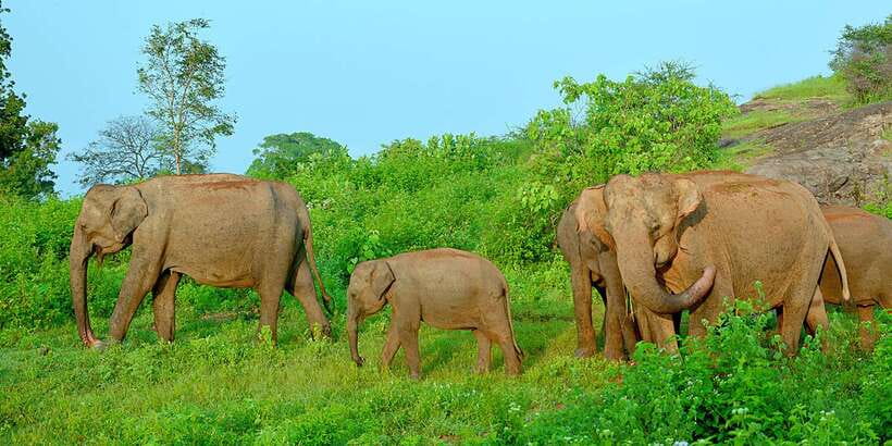 From Ella: Udawalawe Safari with Elephant Transit Home - Price and Value: Is $65 a Fair Deal?