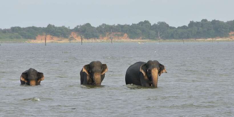 From Ella: Udawalawe Safari with Elephant Transit Home - The Rules That Affect Your Packing