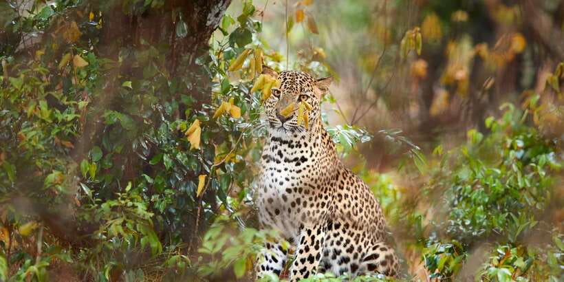 From Ella: Yala National Park Jeep Safari Tour - Key Highlights at a Glance