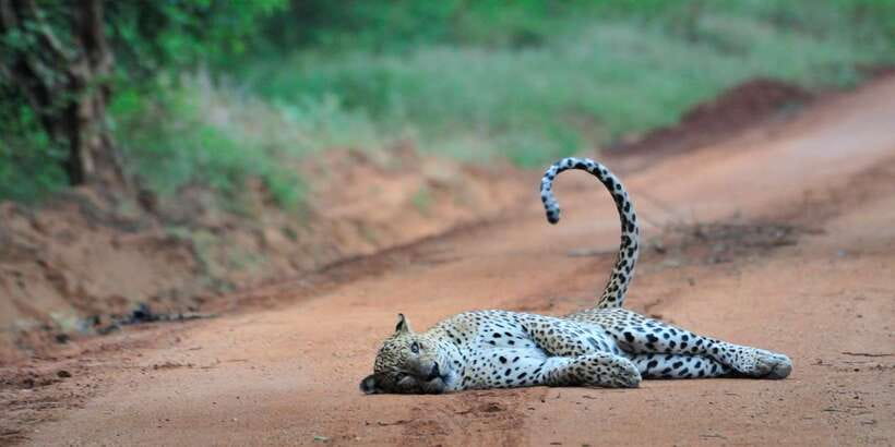 From Ella: Yala National Park Jeep Safari Tour - Who This Safari Suits Best (and Who Should Skip It)