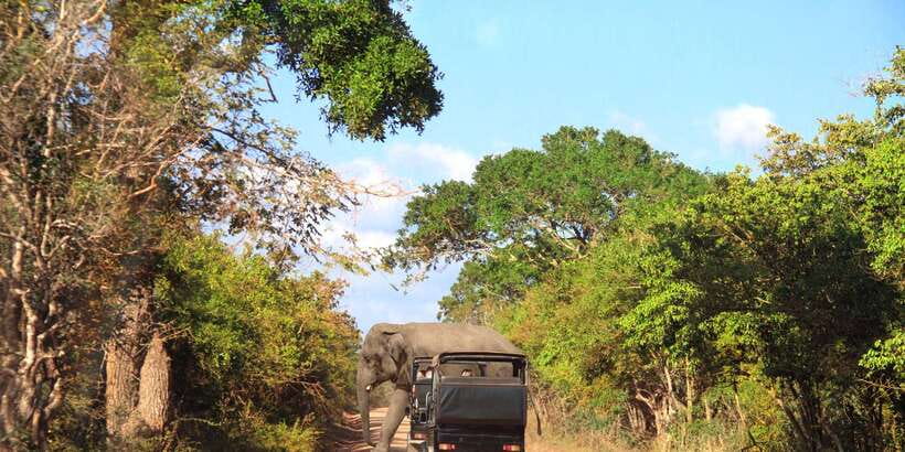 From Ella: Yala National Park Jeep Safari Tour - Yala Jeep Safari From Ella, What Makes This Day Trip Work