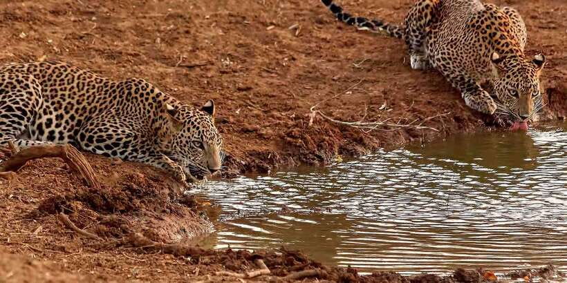 From Ella: Yala National Park Jeep Safari Tour - Inside Yala National Park, How the Jeep Safari Actually Feels
