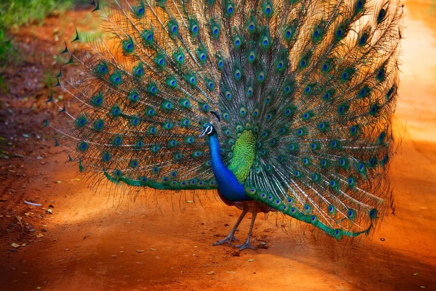 From Ella: Yala National Park Jeep Safari Tour - Wildlife Targets: Elephants, Leopards, Sloth Bears, and the Rest