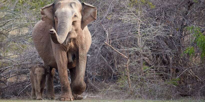From Ella: Yala National Park Jeep Safari Tour - Birdwatching and Water Holes, Where the Day Gets Extra Interesting