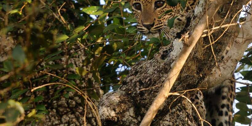 From Ella: Yala National Park Jeep Safari Tour - Price and Value: What $75 Really Buys You