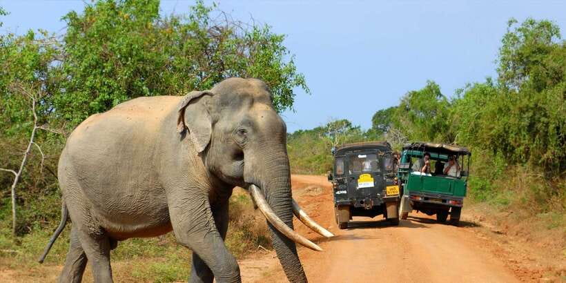 From Ella: Yala National Park Jeep Safari Tour - The 10-Hour Schedule, Including the Afternoon Wildlife Window