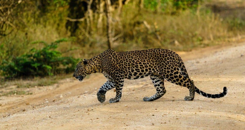 From Ella - Yala National Park Leopard Safari Tour - Key things that make this Ella to Yala safari worth your time