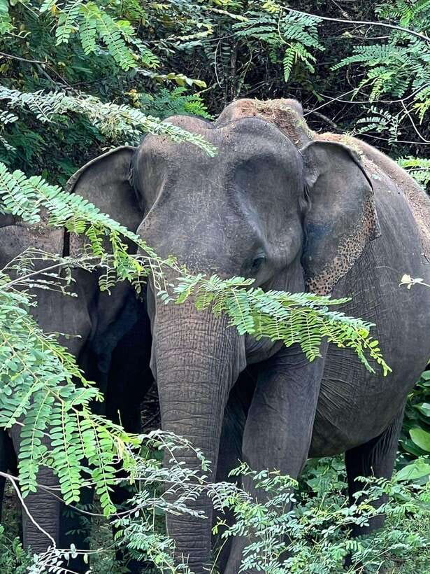 From Ella - Yala National Park Leopard Safari Tour - Ella to Yala National Park, where the day starts calm and turns wild