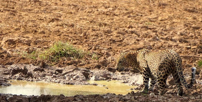 From Ella - Yala National Park Leopard Safari Tour - Practical comfort and who should consider alternatives