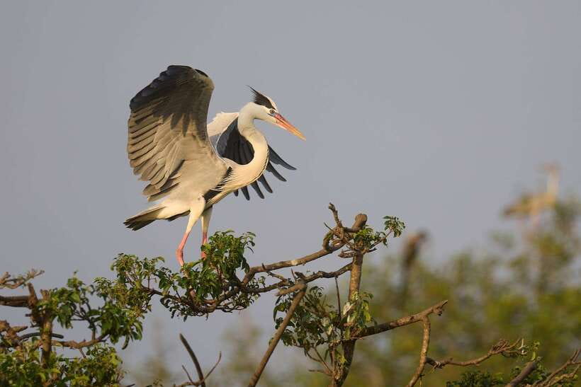From Ella - Yala National Park Leopard Safari Tour - FAQ