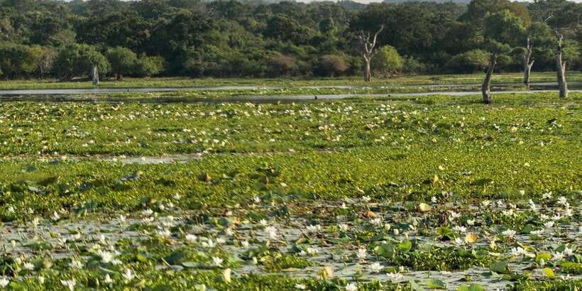 From Ella - Yala Safari - Drop-off : Galle/Mirissa/Hikkaduwa - Is This Safari Worth Your Time? A Booking Decision You Can Feel Good About