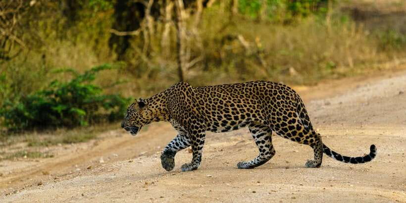 From Ella - Yala Safari - Drop-off : Galle/Mirissa/Hikkaduwa - Why This Ella to Yala Plan Works for Coast Travelers