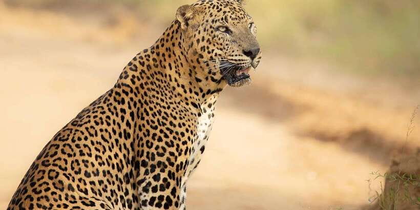 From Ella - Yala Safari - Drop-off : Galle/Mirissa/Hikkaduwa - Wildlife Reality Check: Leopards, Elephants, Sloth Bears, Crocodiles, and Birds