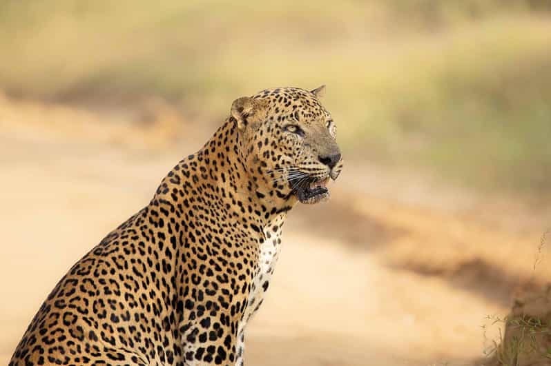 From Ella - Yala Safari - Drop-off : Galle/Mirissa/Hikkaduwa - Price and Value: What $37 Covers, and What You Pay at the Gate