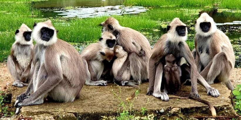 From Ella - Yala Safari - Drop-off : Galle/Mirissa/Hikkaduwa - Meals, Comfort, and What to Pack for a 10 to 17 Hour Day