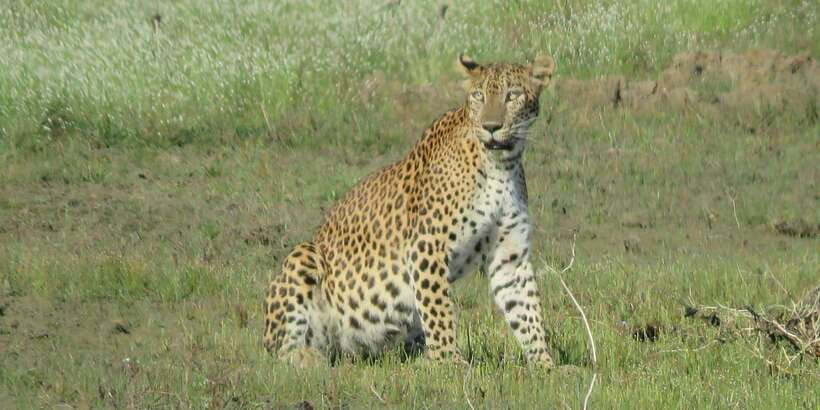 From Ella - Yala Safari - Drop-off : Galle/Mirissa/Hikkaduwa - Your Day Timeline: Pickup, Entry, and a Tight 4-Hour Safari Window