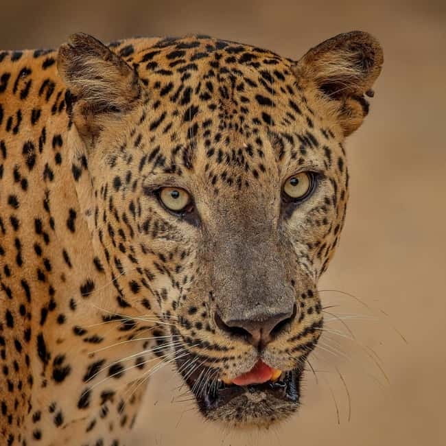 From Ella: Yala Safari & Transfer to Tangalle/Mirissa/Galle - Key things I noticed before you go