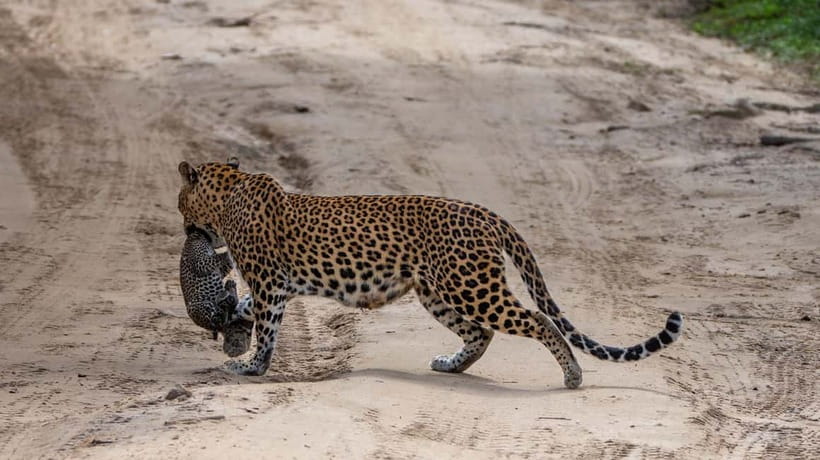 From Ella: Yala Safari & Transfer to Tangalle/Mirissa/Galle - How guides can make or break your spotting time