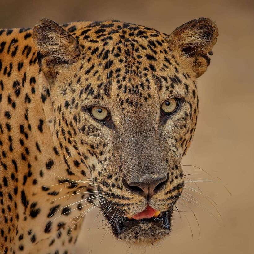 From Ella: Yala Safari with Tangalle/Mirissa/Galle Drop-off - Key Points I’d Focus On