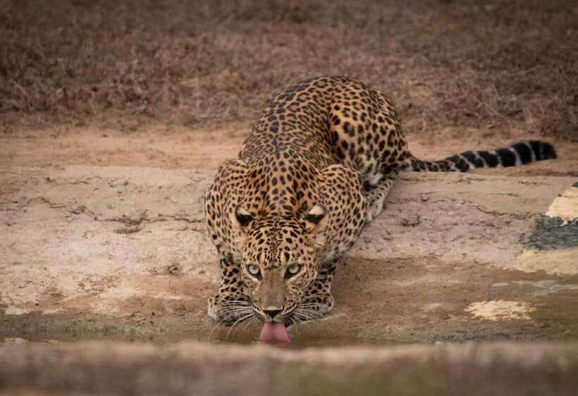 From Ella: Yala Safari with Tangalle/Mirissa/Galle Drop-off - Ella to Yala With South Coast Drop-Off: Why This Combo Works