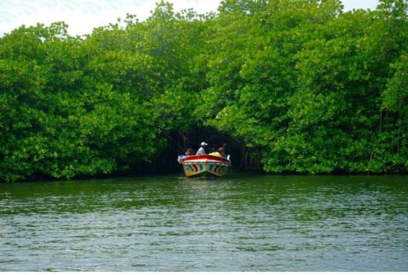 From Galle: Exclusive Madu River Safari & Turtle Hatchery - Price and Value: Is $75 Worth It?