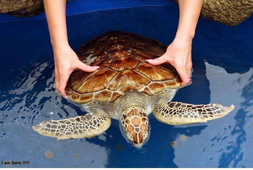 From Galle: Exclusive Madu River Safari & Turtle Hatchery - Pacing, Group Size, and the Best Type of Traveler