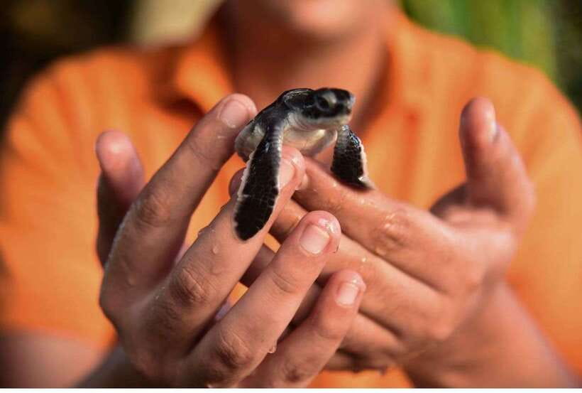 From Galle: Exclusive Madu River Safari & Turtle Hatchery - On the Water in Madu Ganga: Wetlands, Birds, and Kraal Fishing