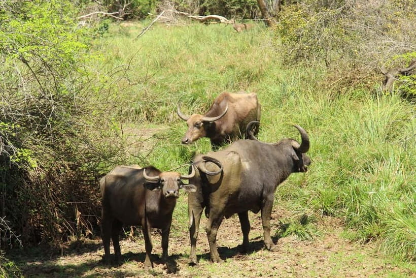 From Galle/ Mirissa/ Tangalle : Udawalawa Safari & Drop Ella - FAQ