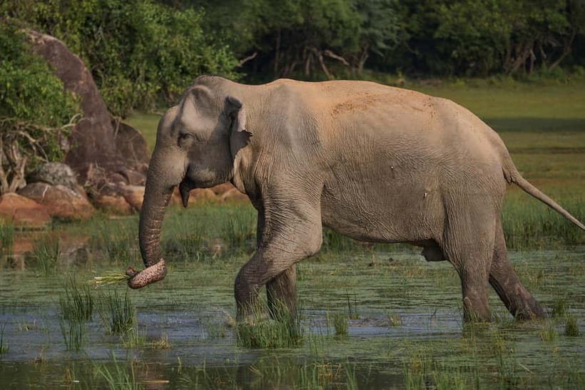 From Galle/ Mirissa/ Tangalle : Udawalawa Safari & Drop Ella - Udawalawe National Park safari in a 4x4 jeep: where the wildlife time matters