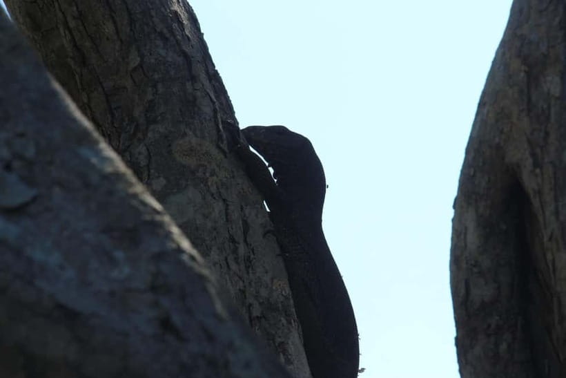 From Galle/ Mirissa/ Tangalle : Udawalawa Safari & Drop Ella - My bottom line: should you book Udawalawe Safari & Drop Ella?