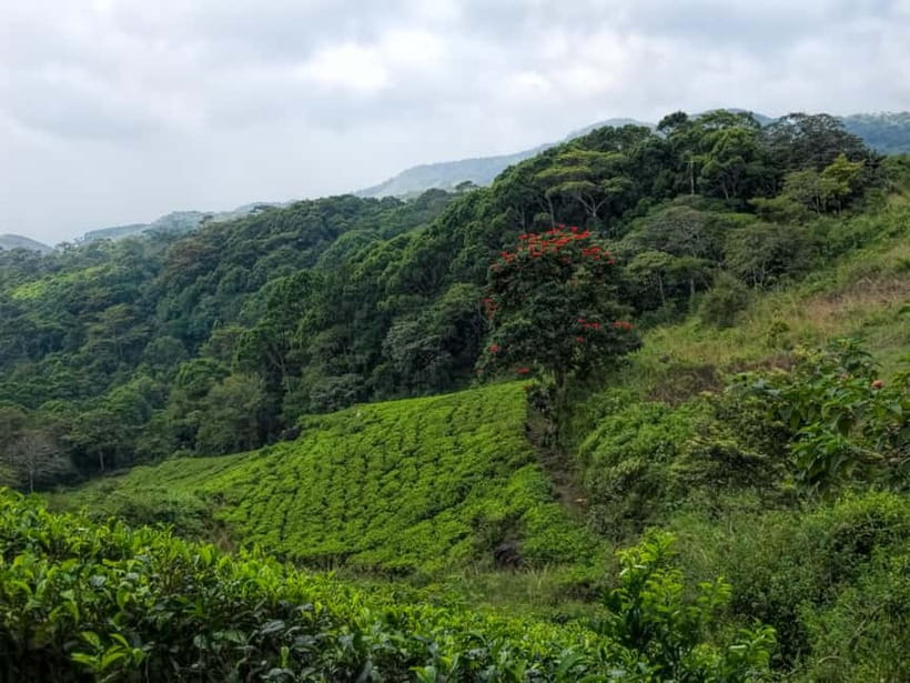 From Galle/Weligama/Mirissa/Matara: Day Trip to Sinharaja - Should You Book This Sinharaja Day Trip?