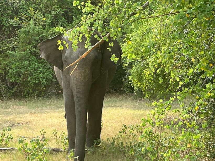 From Hambantota Port: Yala National Park Private Safari - Key Things I’d Focus On
