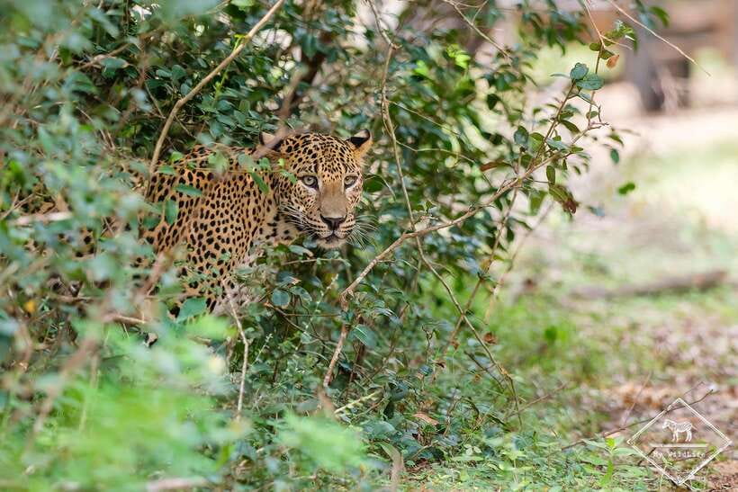 From Hambantota Port: Yala National Park Private Safari - First Stop: Hambantota Port Gate 02 Pickup