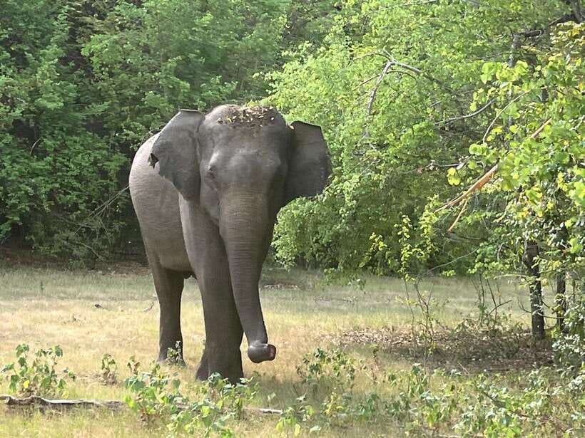 From Hambantota Port: Yala National Park Private Safari - Entering Yala: How a Short Safari Still Delivers Value