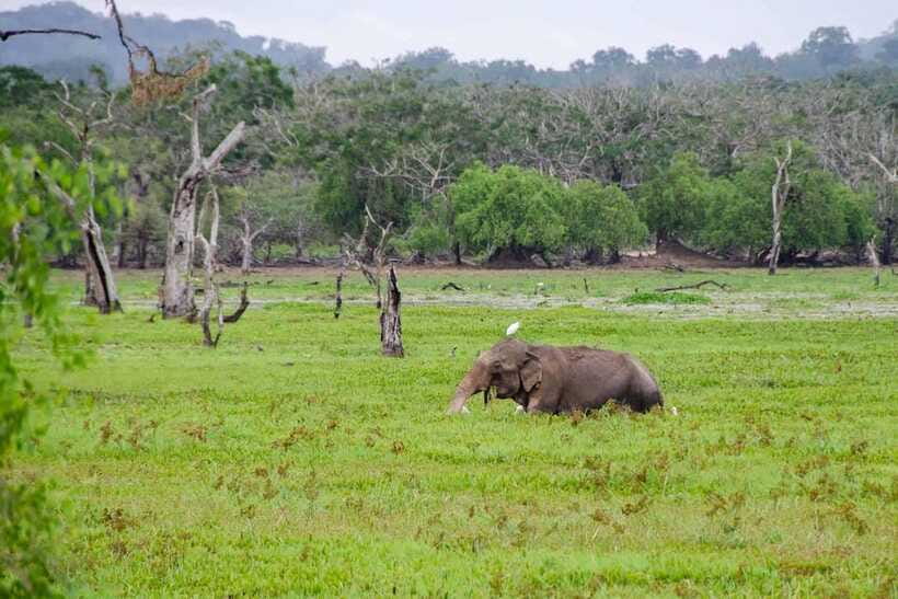 From Hambantota Port: Yala National Park Private Safari - The Guide Factor: What Makes This Feel Personal