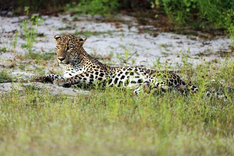 From Hambantota Port: Yala National Park Private Safari - Safety Rules That Protect the Wildlife (and You)