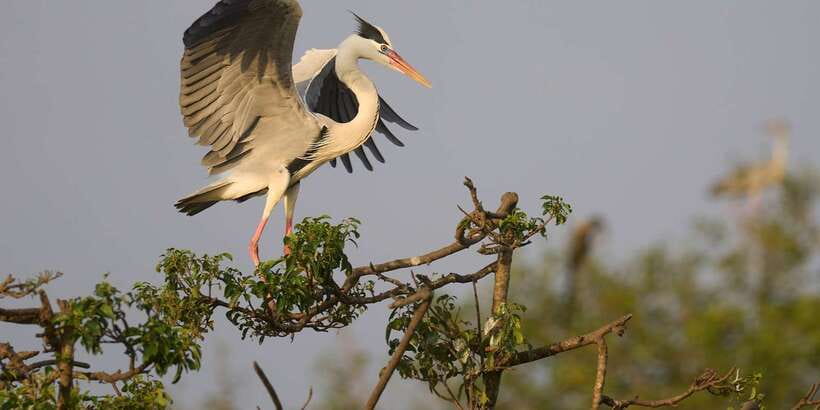 From Hikkaduwa/ Galle/ Mirissa - Yala National Park Safari - FAQ
