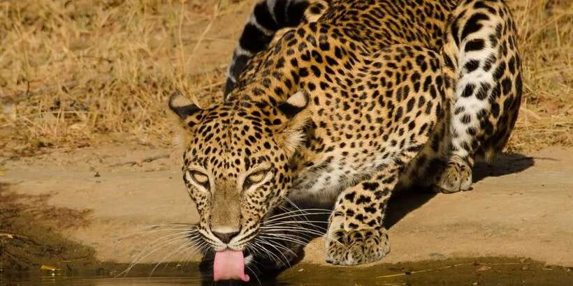 From Hikkaduwa/ Galle/ Mirissa - Yala National Park Safari - The 4x4 safari jeep and your guided search for wildlife