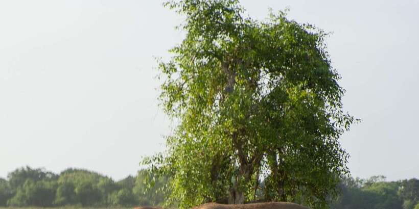 From Hikkaduwa/ Galle/ Mirissa - Yala National Park Safari - Price and value: what $54 covers, and what costs extra
