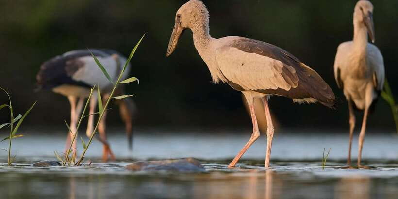 From Hikkaduwa/ Galle/ Mirissa - Yala National Park Safari - My booking verdict: should you book this Yala safari?