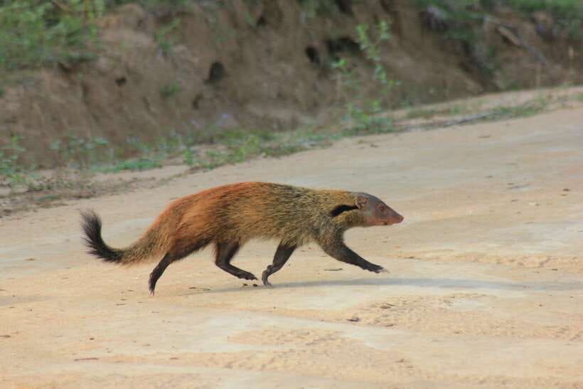 From: Hikkaduwa/ Galle/ Unawatuna/ Talpe - YALA Safari - Spotting beyond leopards: elephants, crocodiles, and the rest of Yala