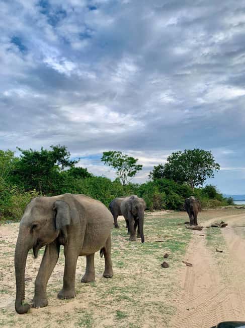 From Hikkaduwa/Mirissa/Galle/Tangalle - Yala Leopard Safari - Why a Yala leopard safari from Mirissa is a smart south-coast plan