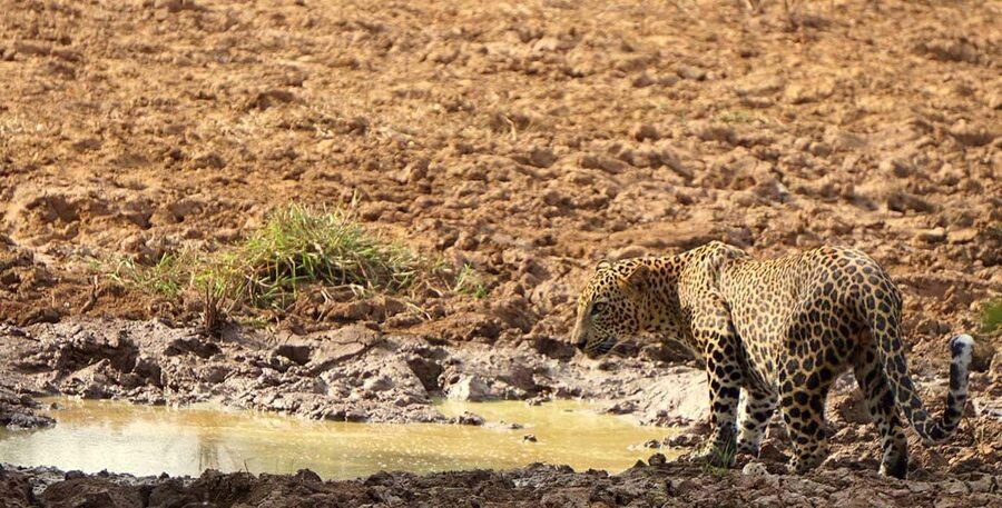 From Hikkaduwa/Mirissa/Galle/Tangalle - Yala Leopard Safari - Leopard odds, plus the rest of the animal list that can save the day