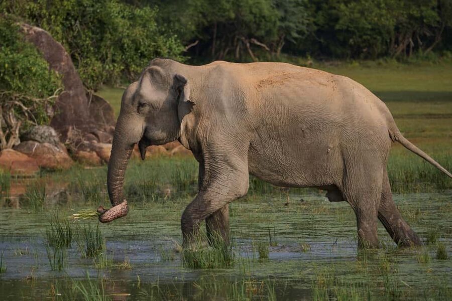 From Hikkaduwa/Mirissa/Galle/Tangalle - Yala Leopard Safari - Who should book this Yala leopard safari, and who should skip it