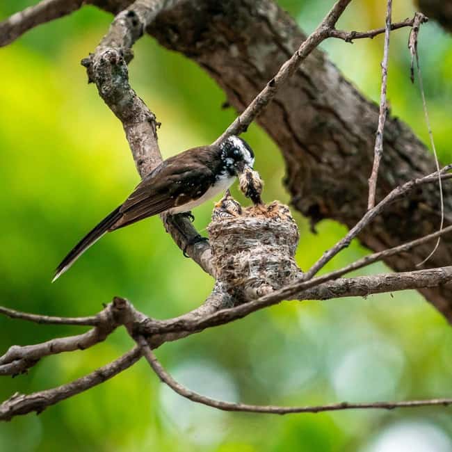 From Hikkaduwa/Mirissa/Galle/Tangalle - Yala Leopard Safari - Should you book this Yala Leopard Safari from Mirissa?