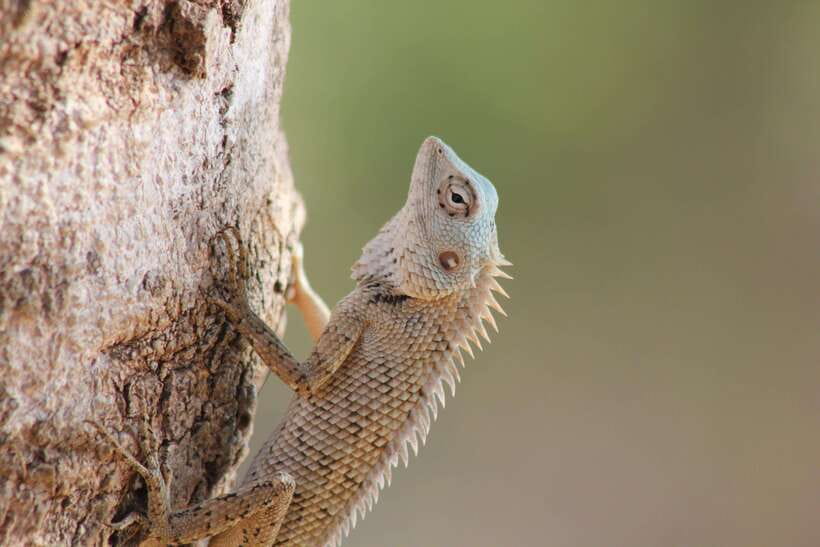 From: Hiriketiya/ Tangalle - YALA Safari Tour - Who this safari is best for, and who should skip it