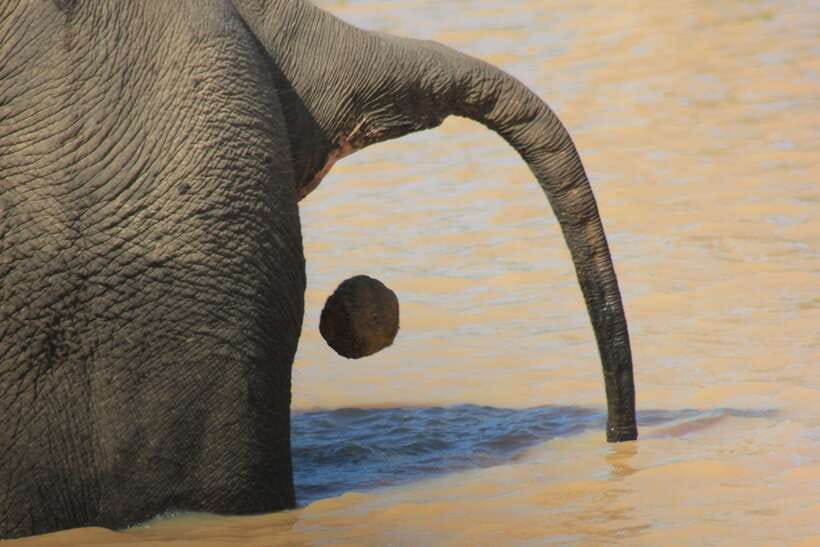 From: Hiriketiya/ Tangalle - YALA Safari Tour - Price and value: $43 plus the park entrance fee