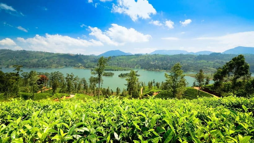From Kandy: Ella Drop Tour via Nuwara Eliya - Why This Route Beats A Straight Kandy-to-Ella Transfer